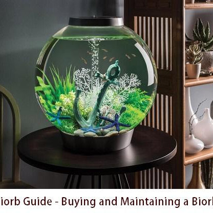 Biorb Guide - Buying and Maintaining a Biorb - East Ocean Aquatic