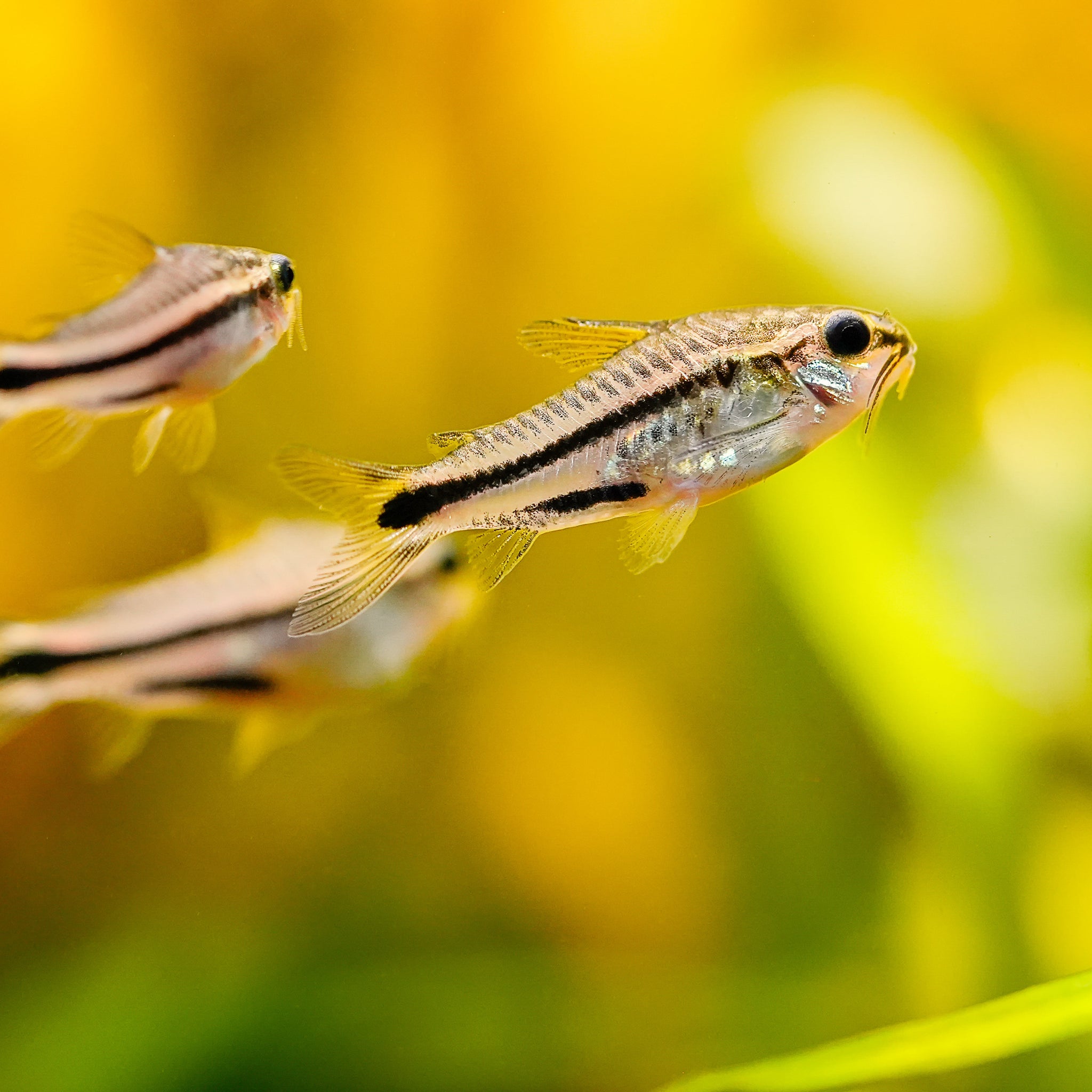 Live Fish : Bottom Feeder and Algae Eater
