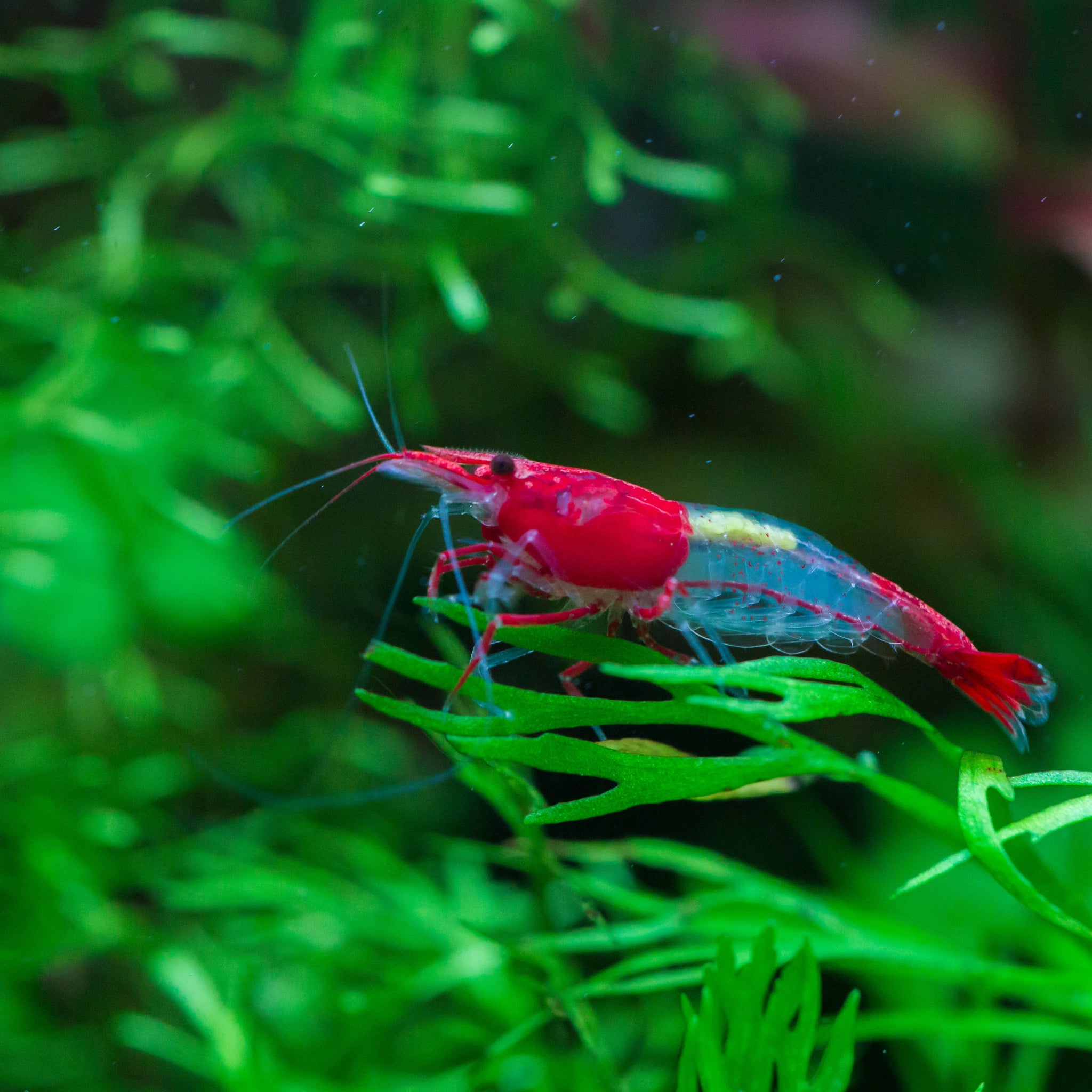 Shop for Live Shrimps for Your Tropical Freshwater Aquarium
