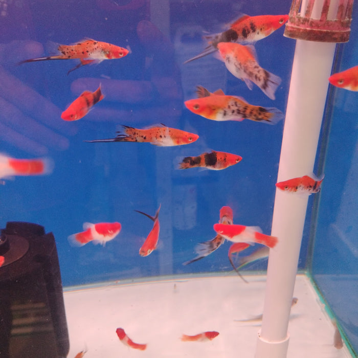 Tri-color Swordtail fish