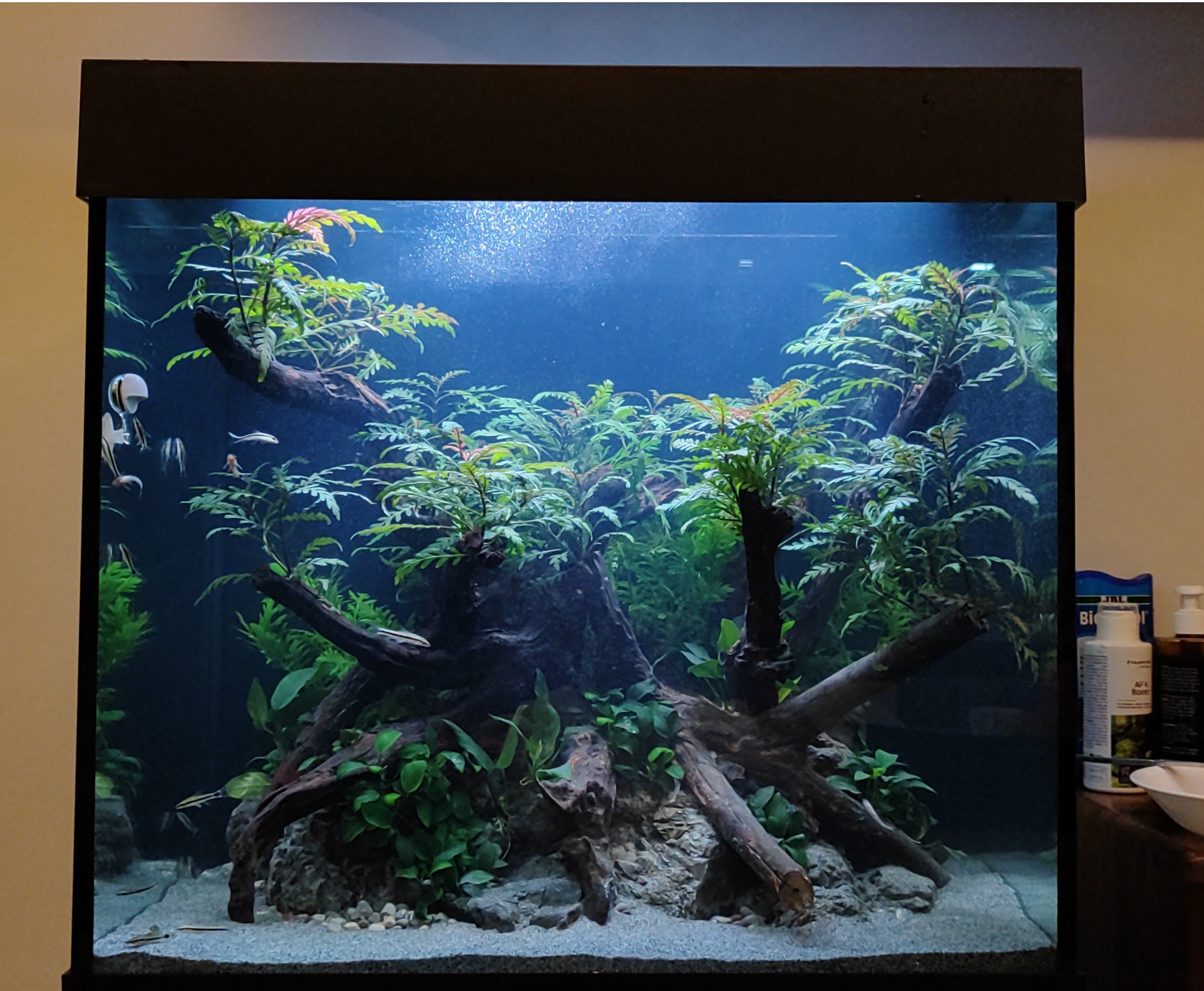 We Create an AQUASCAPE Tank for you