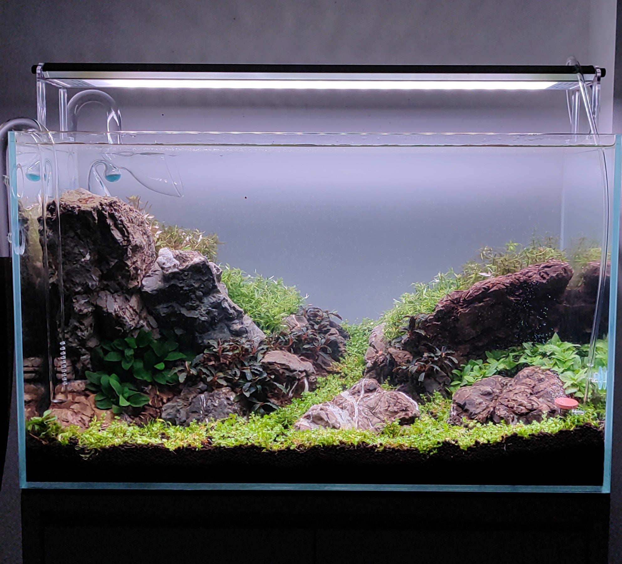 We Create an AQUASCAPE Tank for you