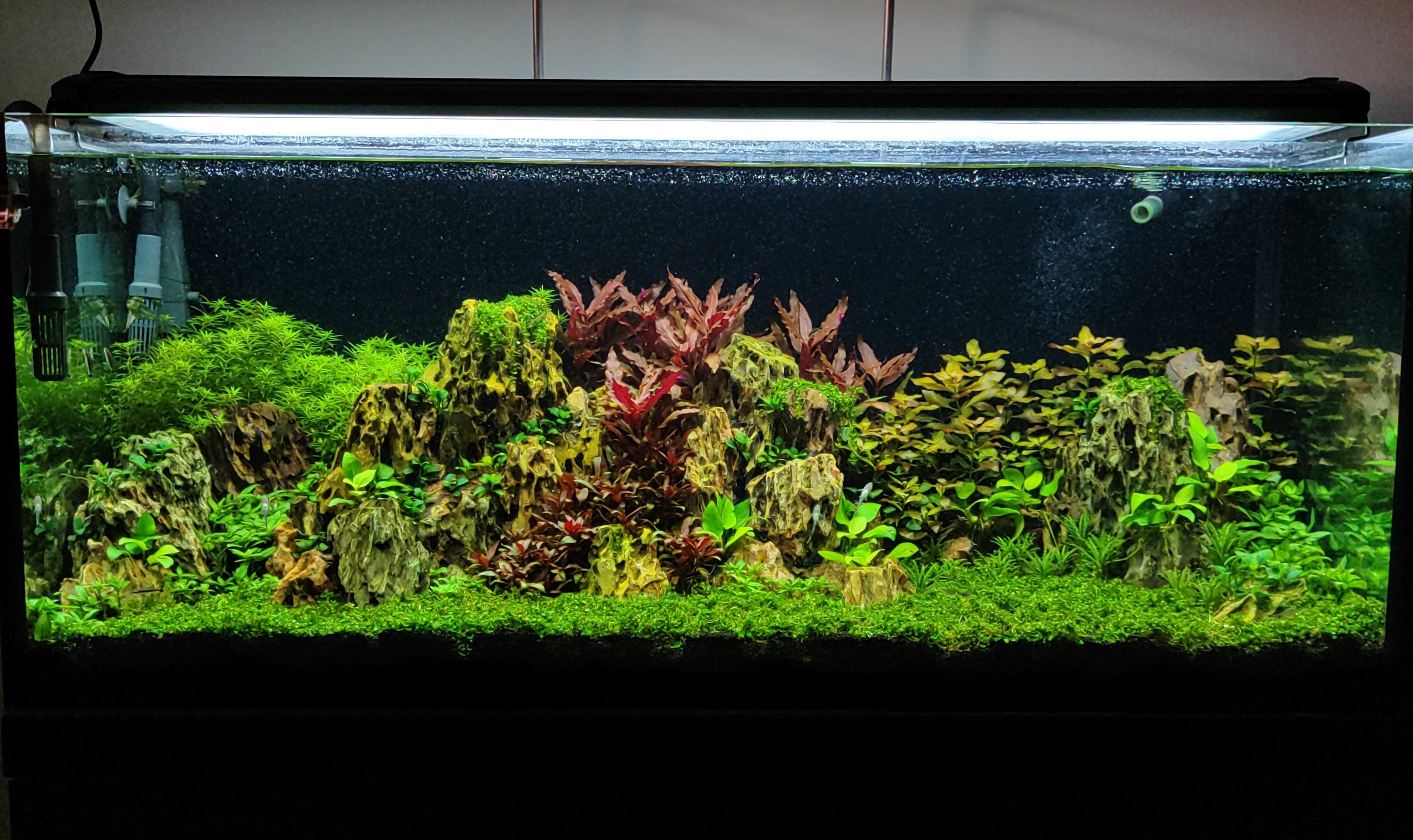 We Create an AQUASCAPE Tank for you