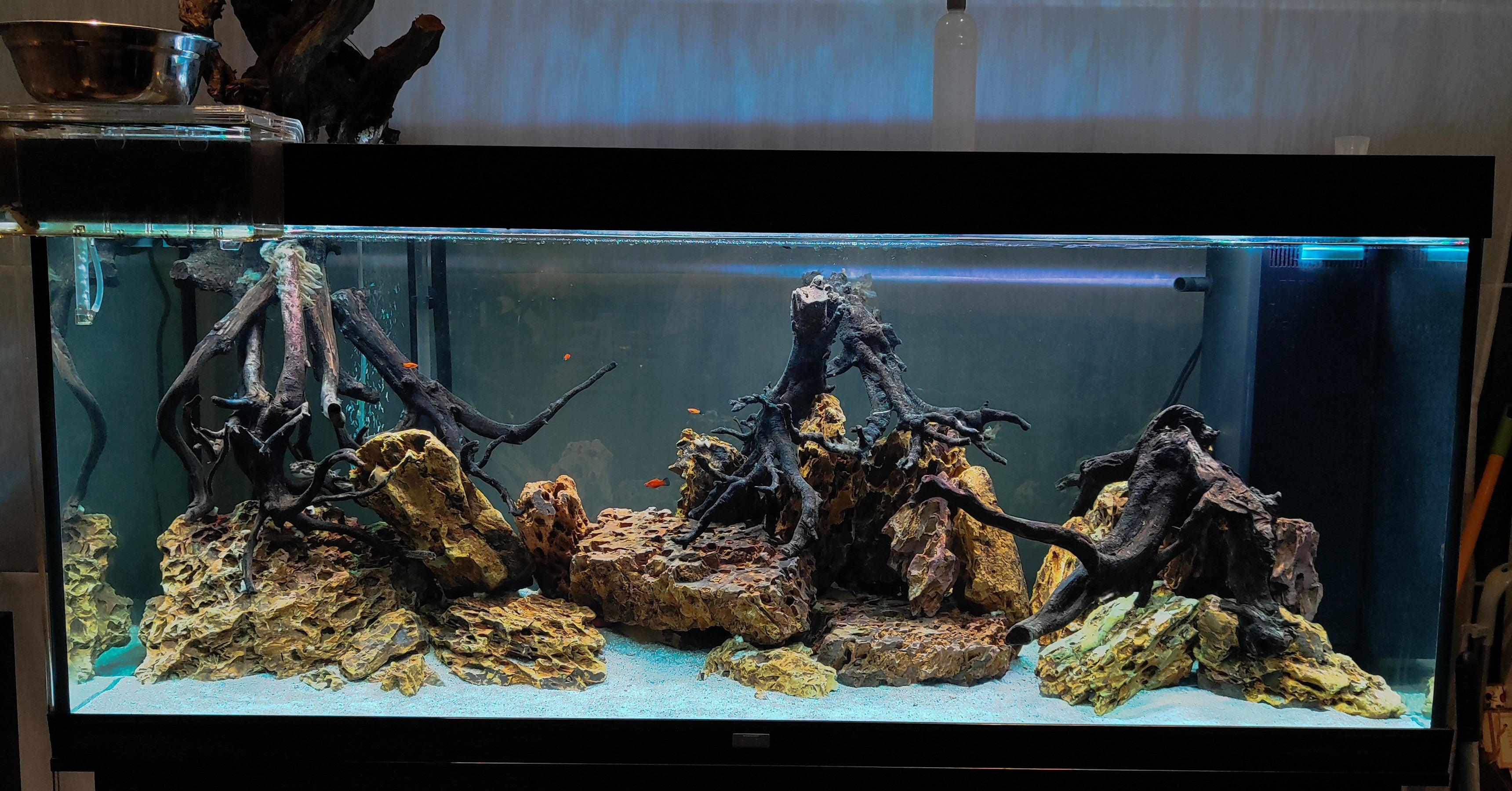 We Create an AQUASCAPE Tank for you