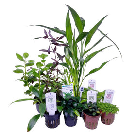 Live plant : Buy 3 for 10% off