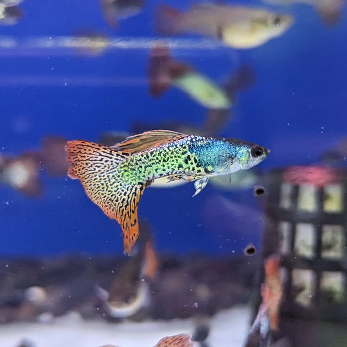 Guppy Metal Red Lace (Pair Male and Female)