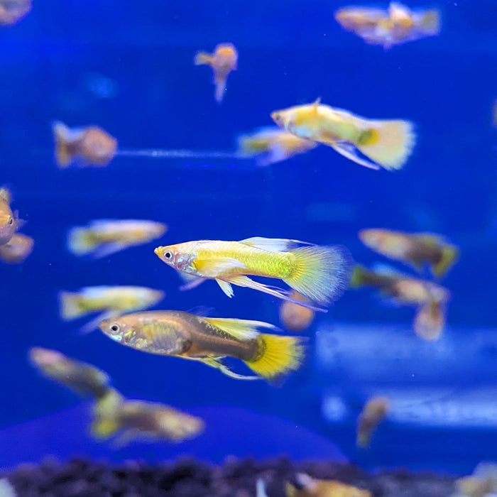 Guppy Full Gold Ribbon (Pair Male and Female)