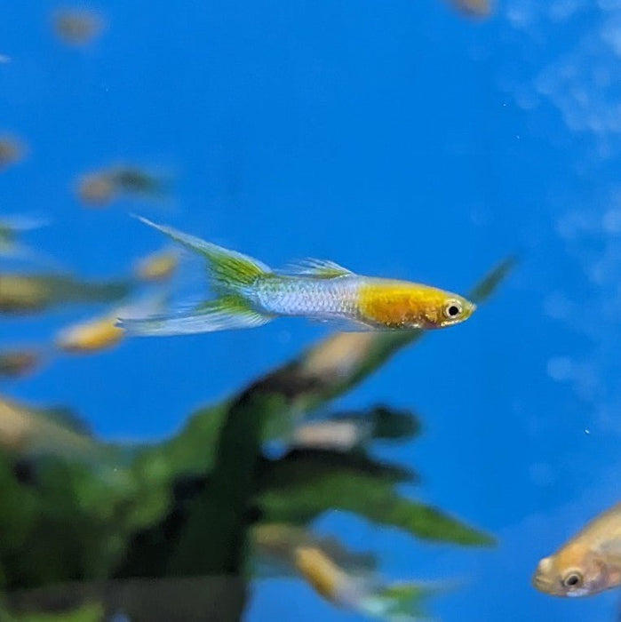 Endler Guppy Blue Yellow (Pair Male and Female)