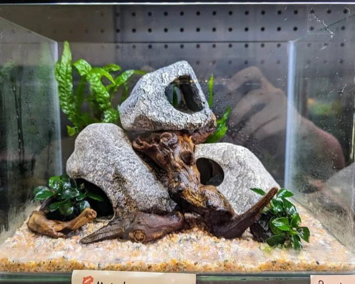 Low Maintenance Setup Service - Tree of Life