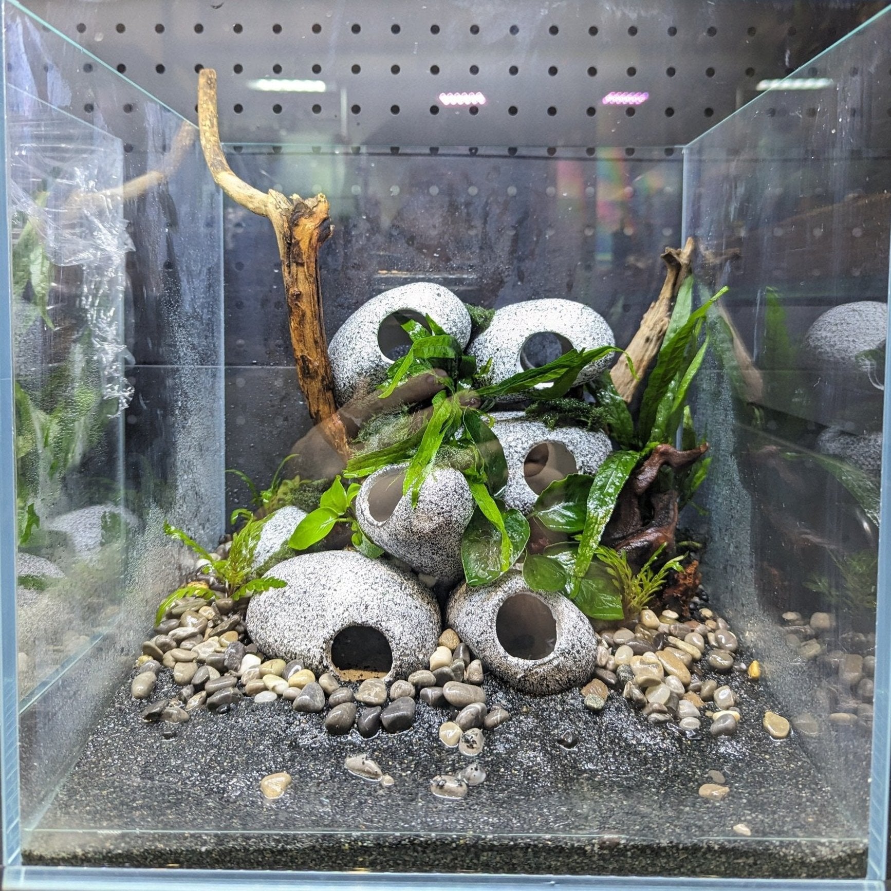 Low Maintenance Setup Service - Tree of Life