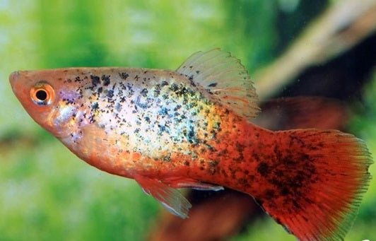 Platy Red White Calico