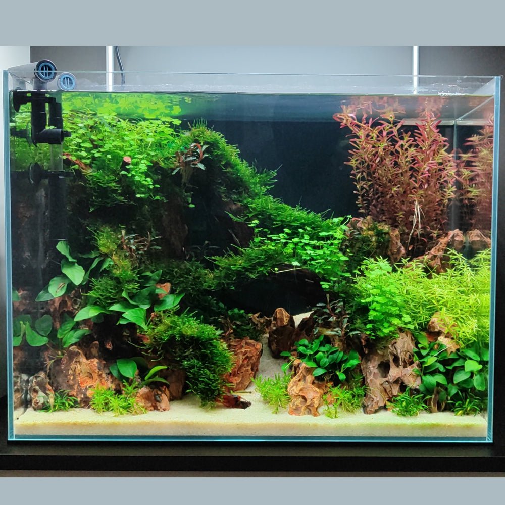 We Create an AQUASCAPE Tank for you