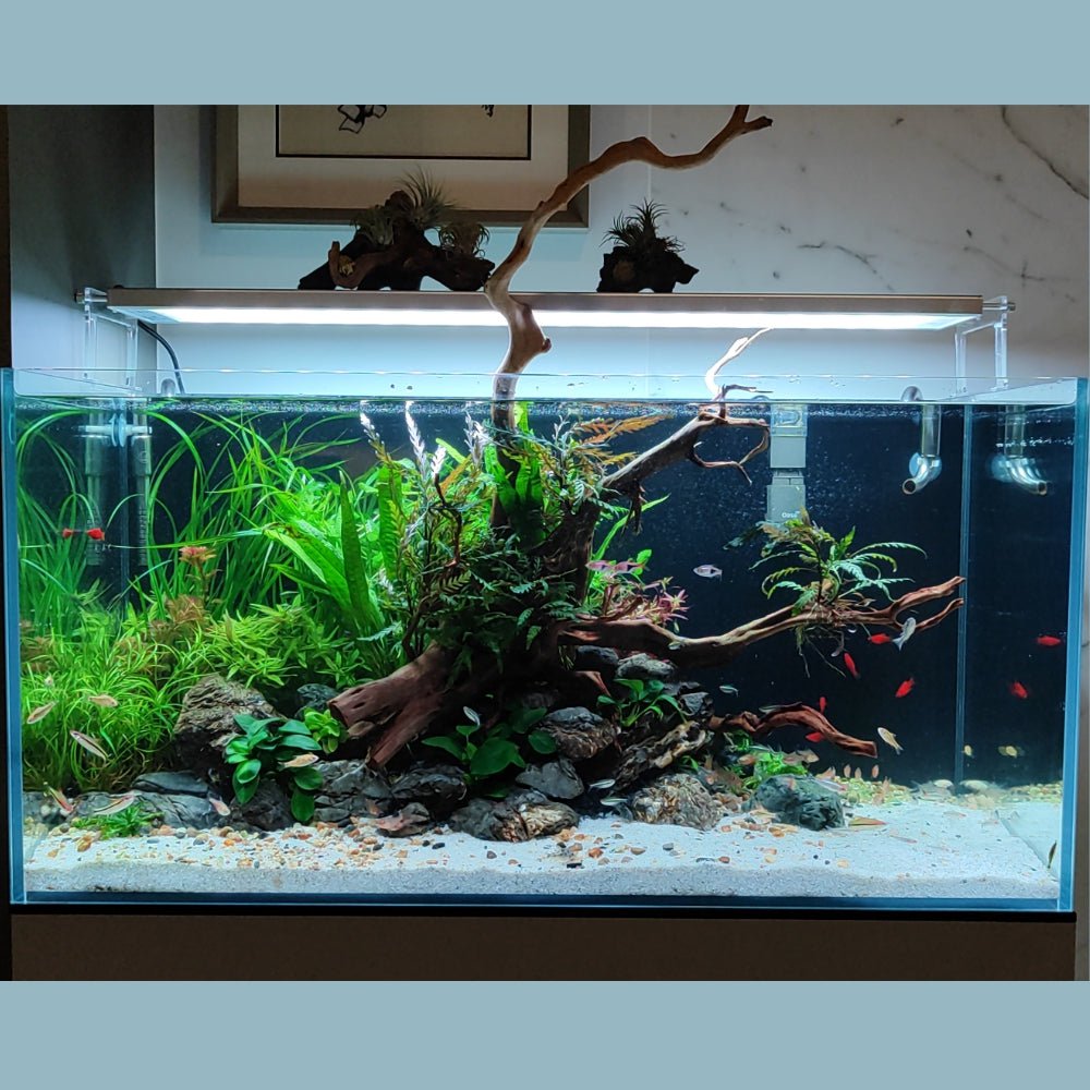 We Create an AQUASCAPE Tank for you