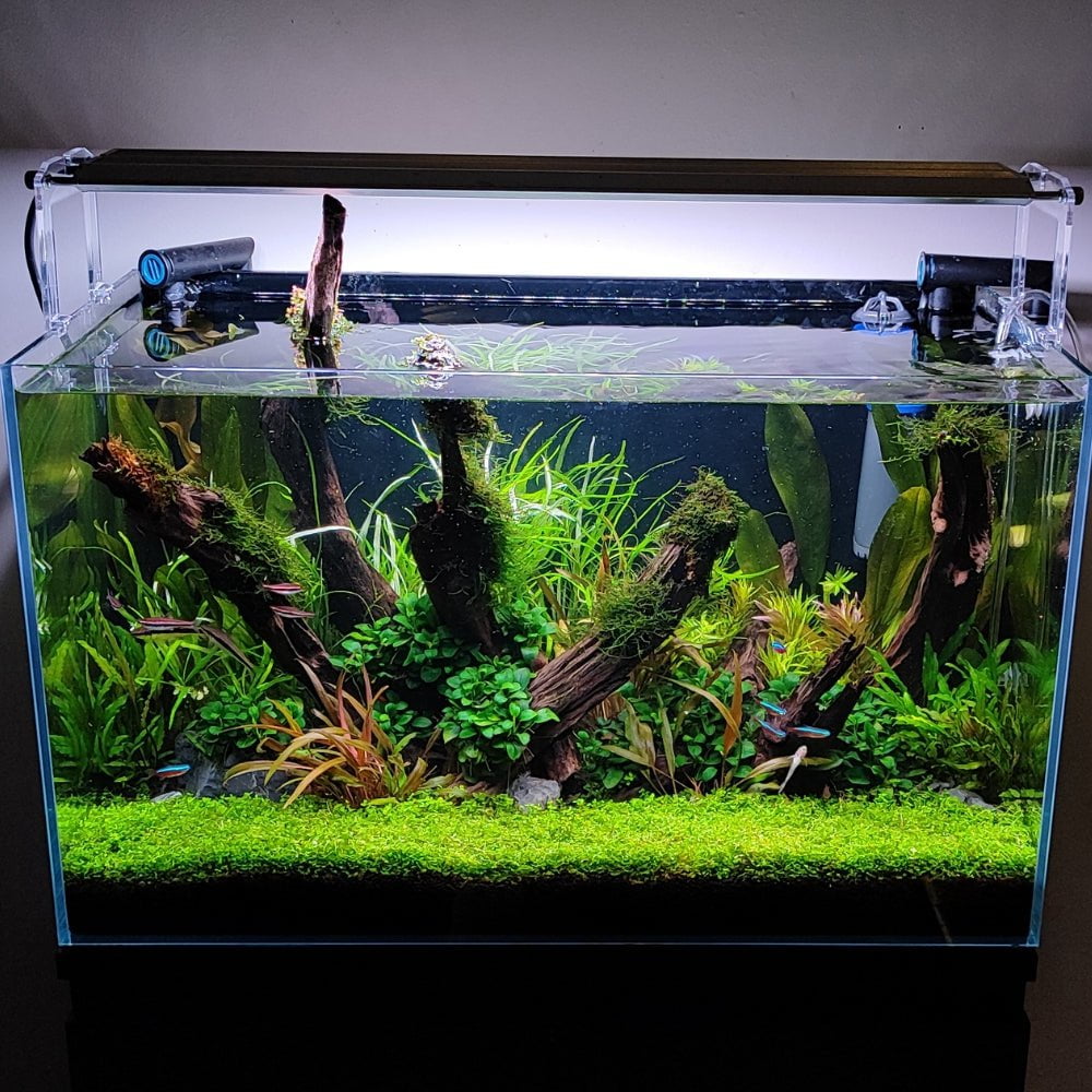 We Create an AQUASCAPE Tank for you