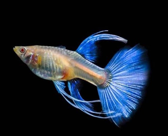 Guppy Blue Topaz (Pair Male and Female)