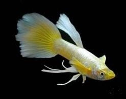 Guppy Full Gold Ribbon (Pair Male and Female)