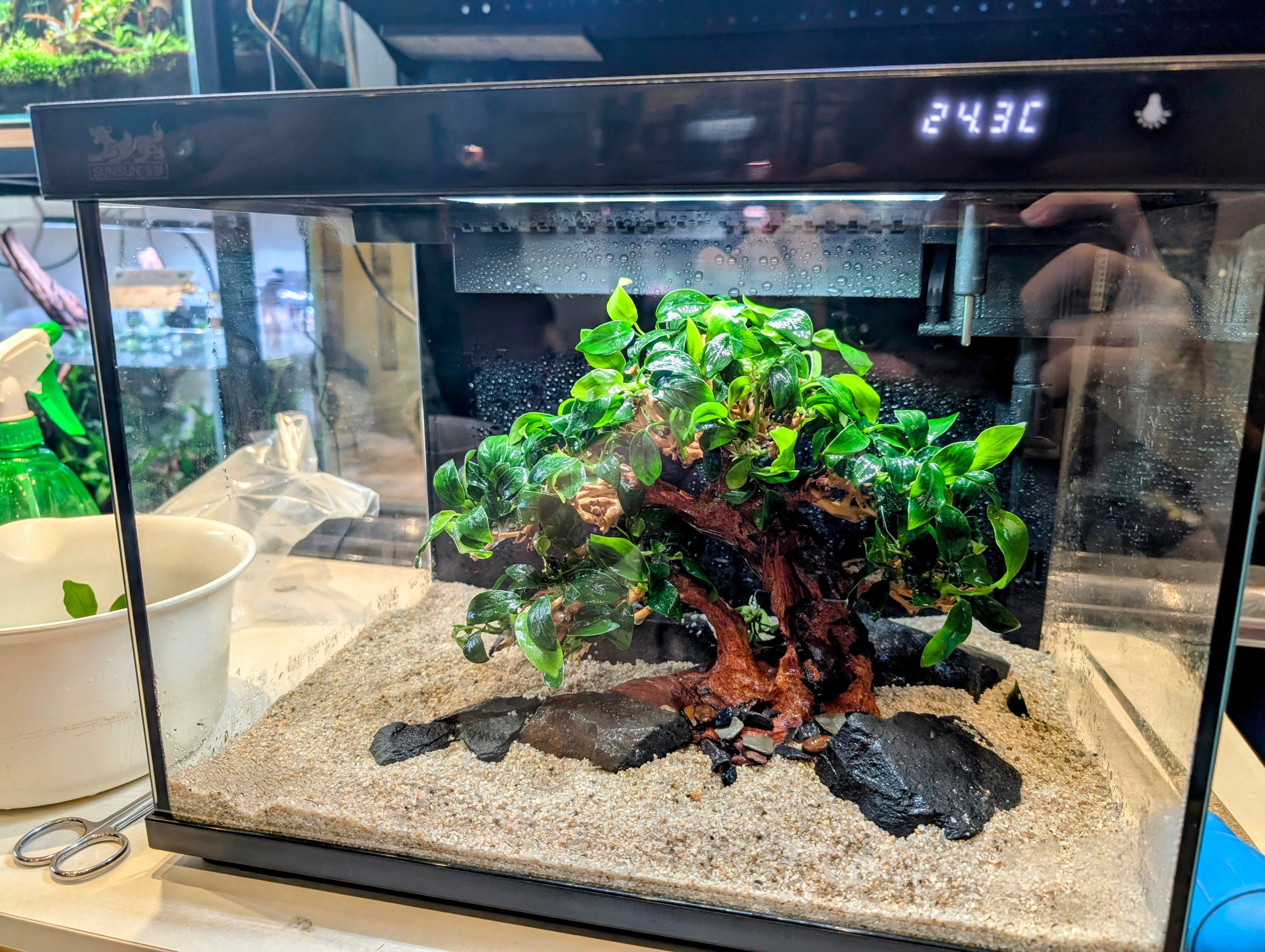 Low Maintenance Setup Service - Tree of Life