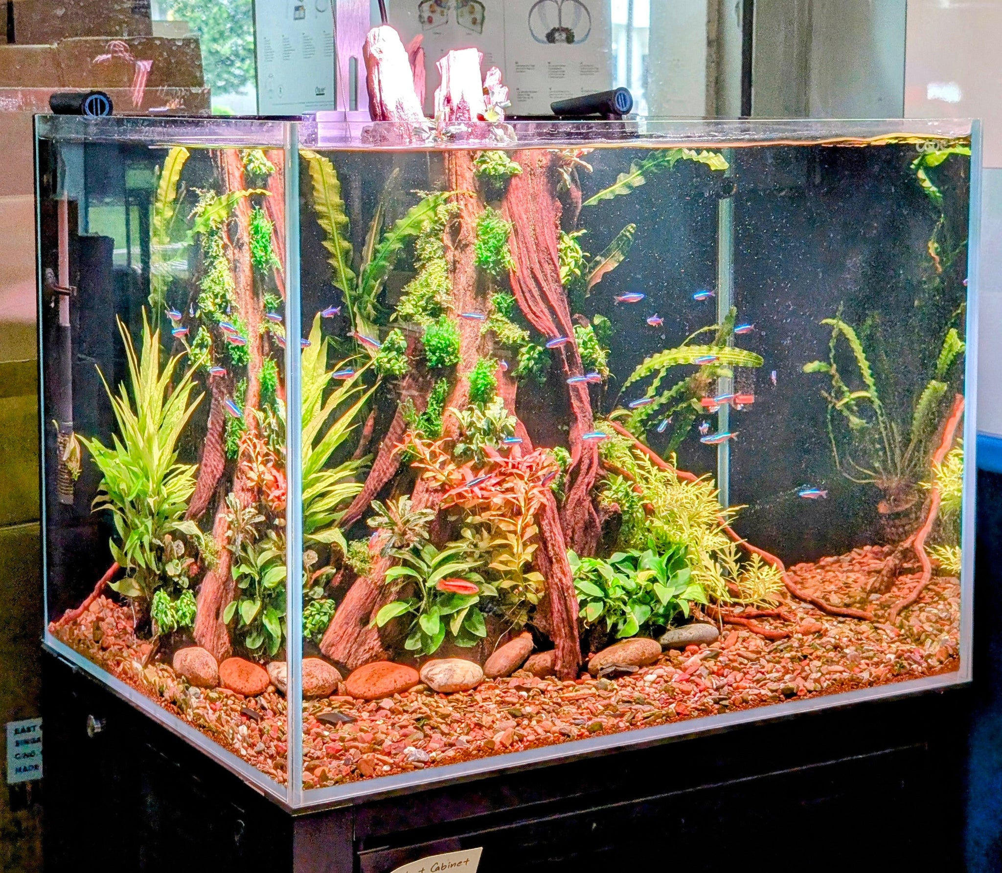 Low Maintenance Setup Service - Tree of Life