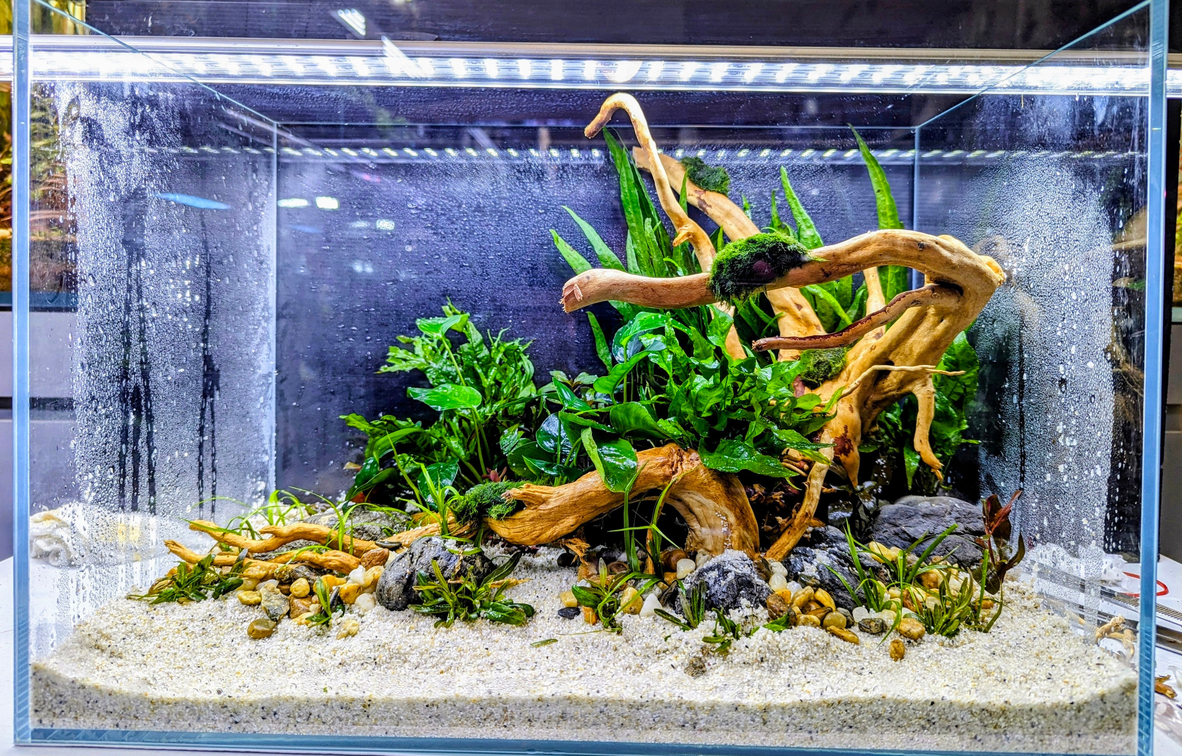 Low Maintenance Setup Service - Slice of Nature