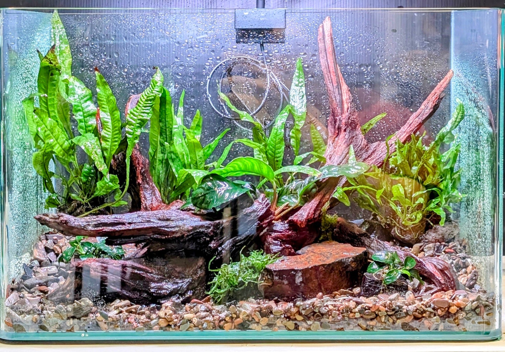 Low Maintenance Setup Service - Slice of Nature