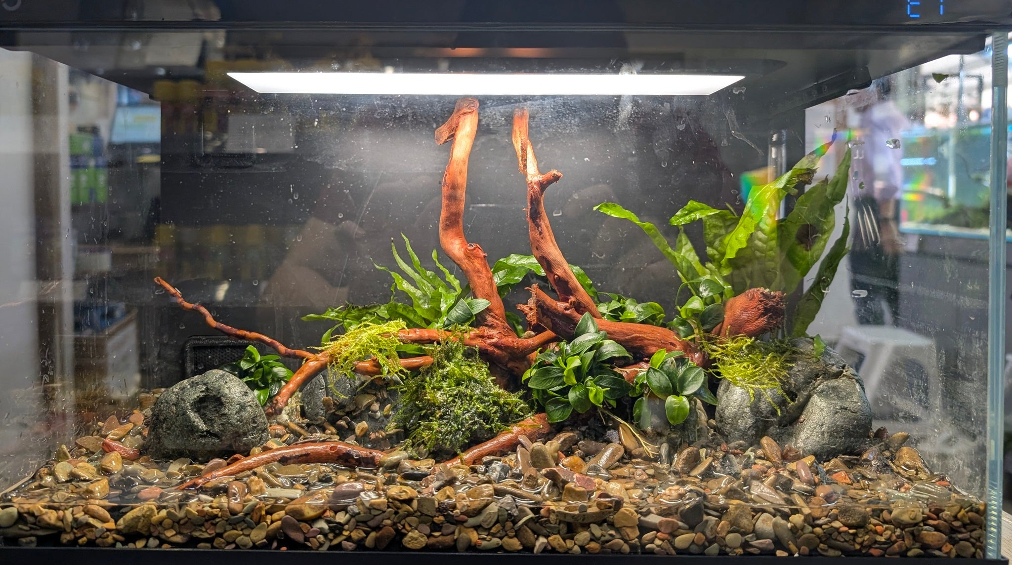 Low Maintenance Setup Service - Slice of Nature