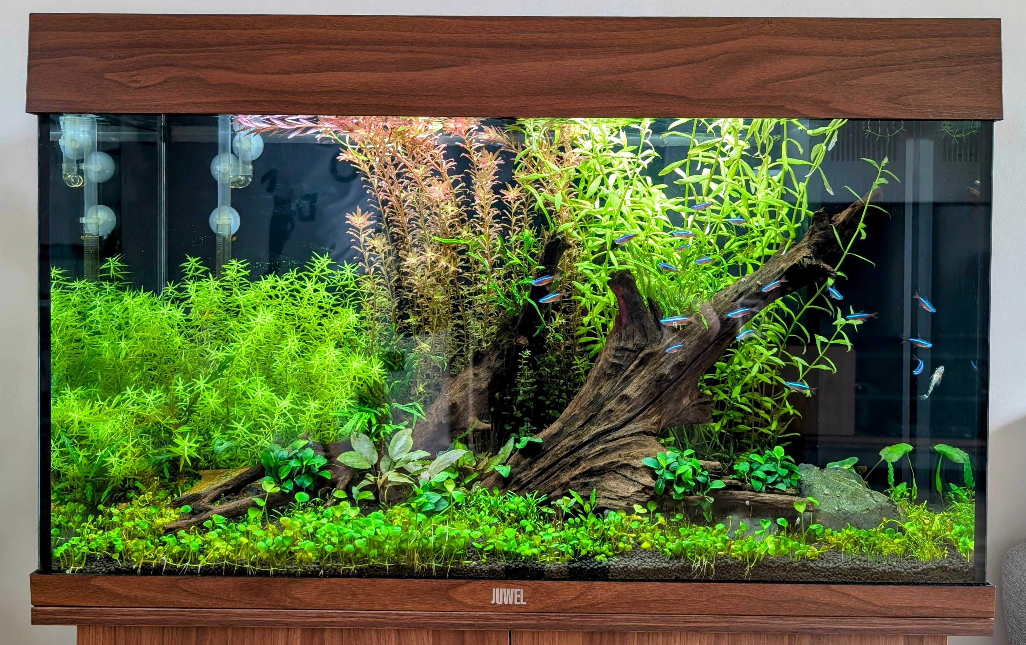 We Create an AQUASCAPE Tank for you