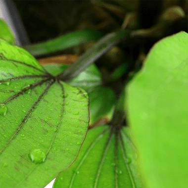 Tropica Echinodorus 'Rose' XL