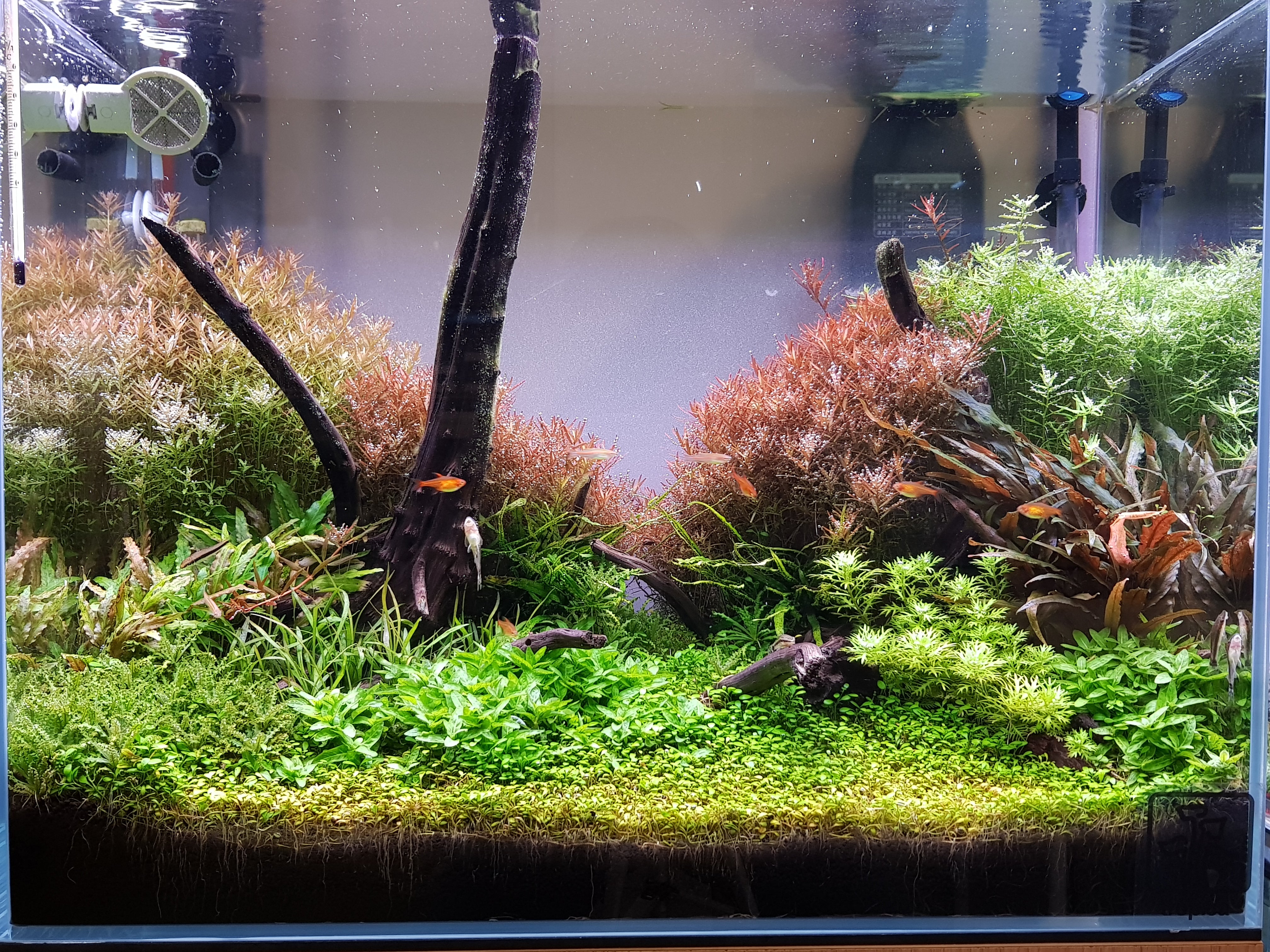 We Create an AQUASCAPE Tank for you