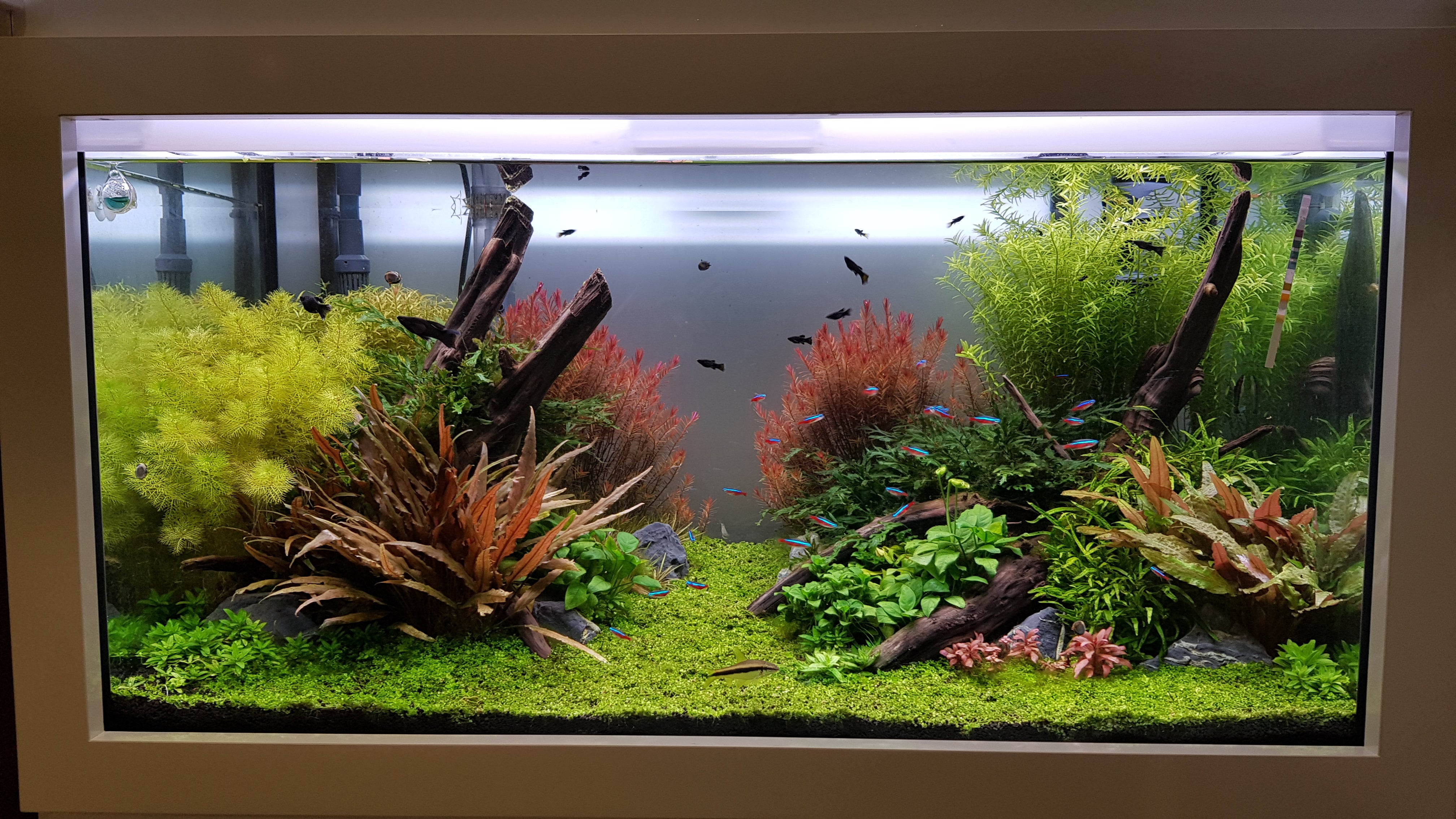 We Create an AQUASCAPE Tank for you