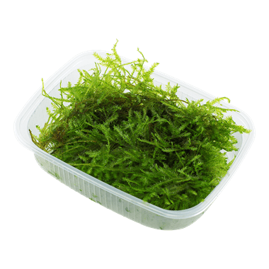 Java Moss (Vesicularia Dubyana) 4oz Portion Cup (by volume-not weight)