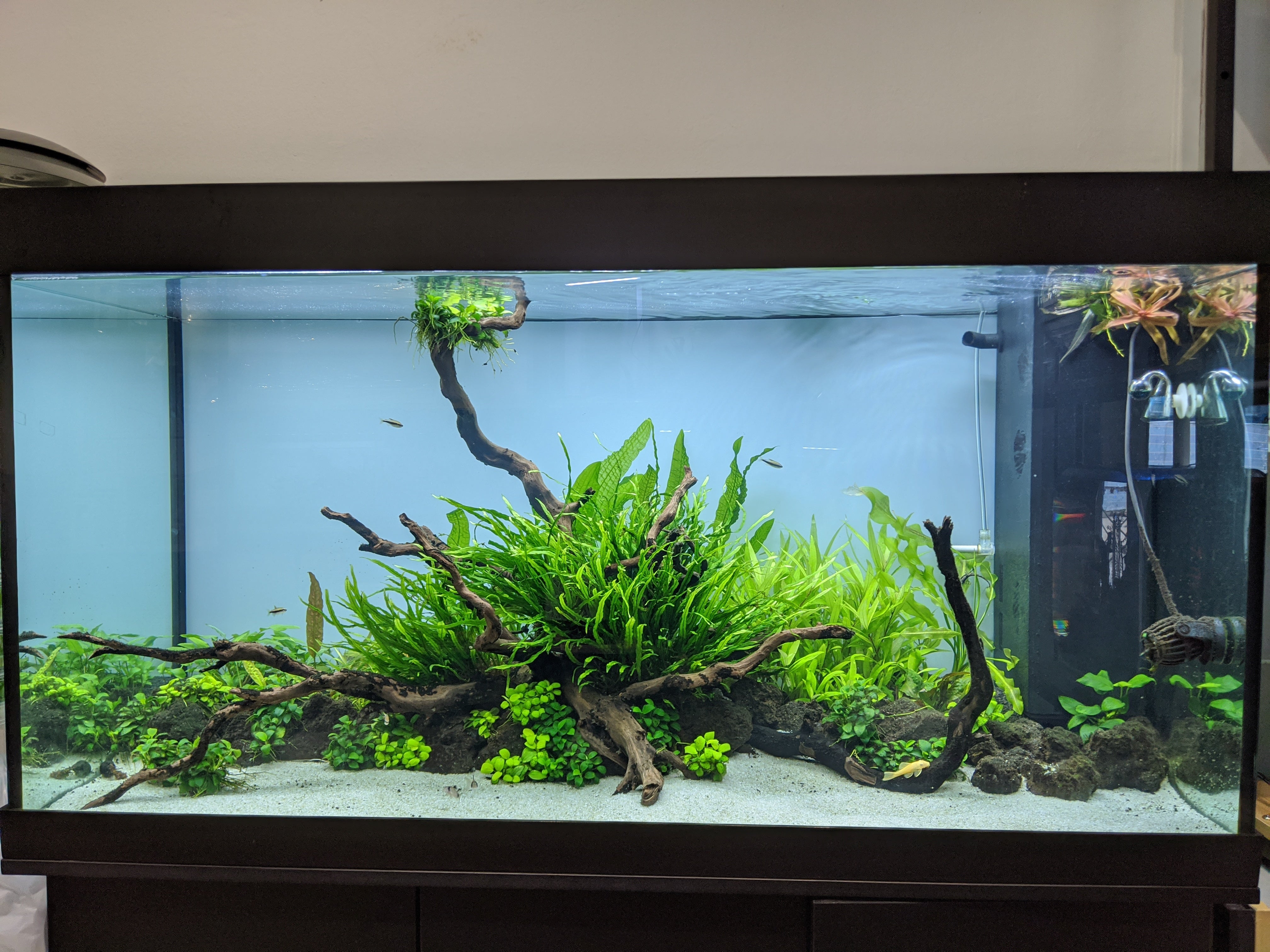 We Create an AQUASCAPE Tank for you