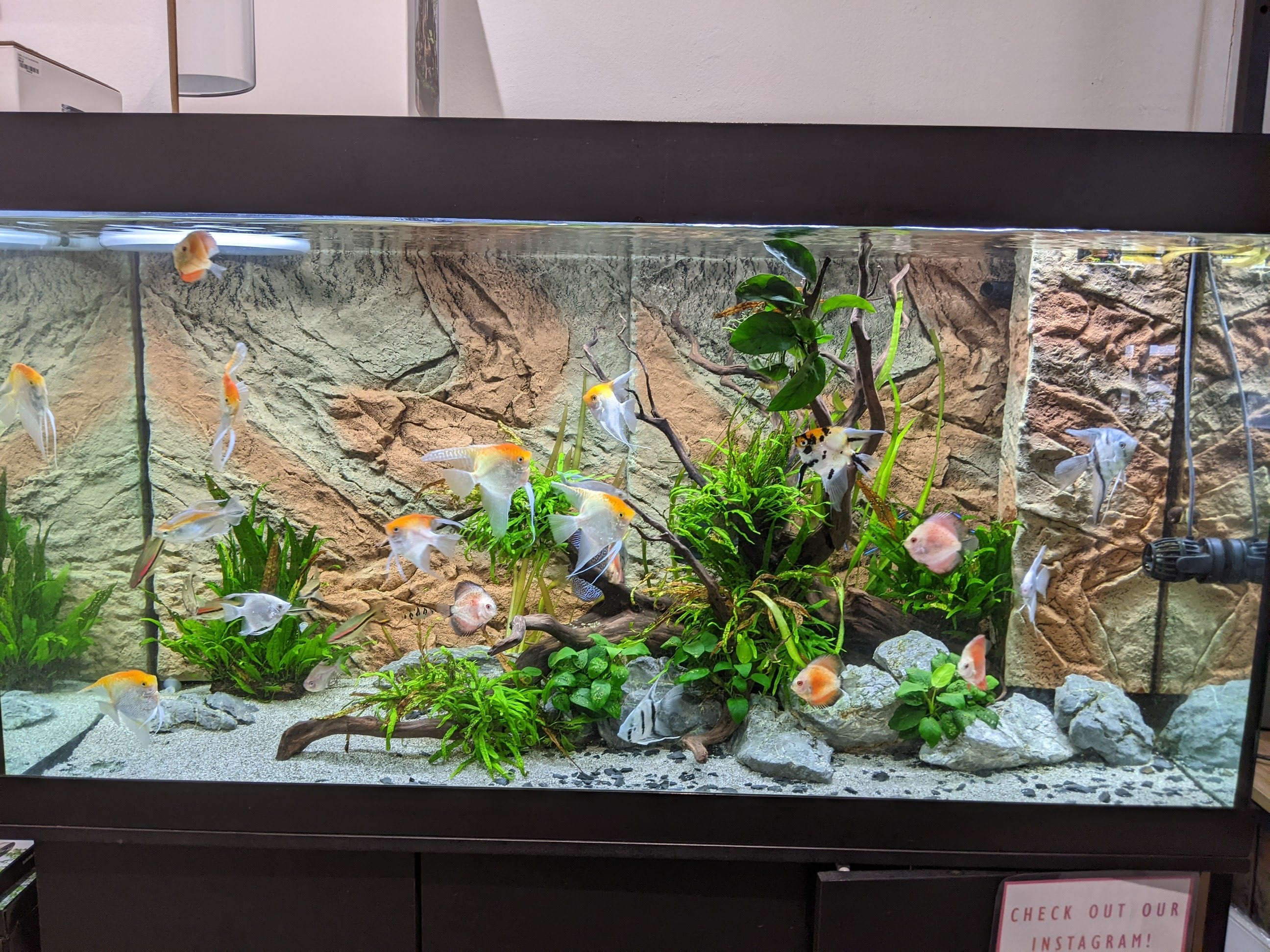 We Create an AQUASCAPE Tank for you