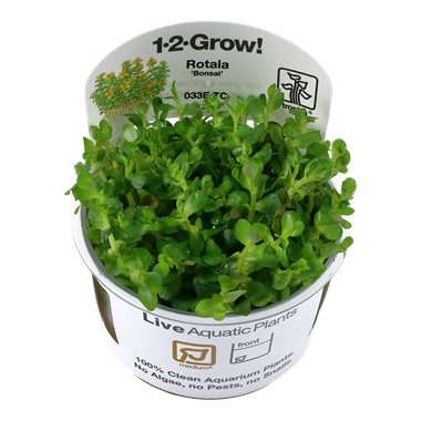 Rotala 'Bonsai' TROPICA 1-2-GROW! — East Ocean Aquatic