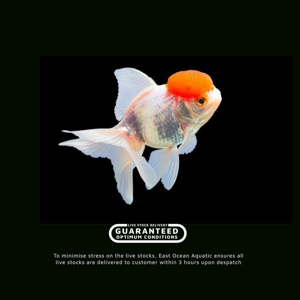 Red Cap Oranda Goldfish — East Ocean Aquatic