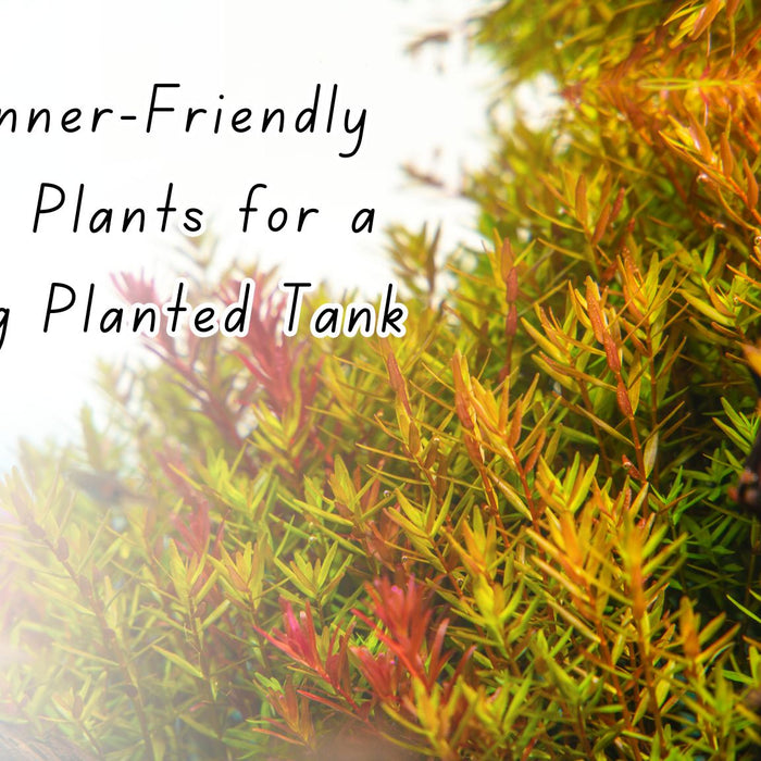 5 Beginner-Friendly Aquatic Plants for a Stunning Planted Tank