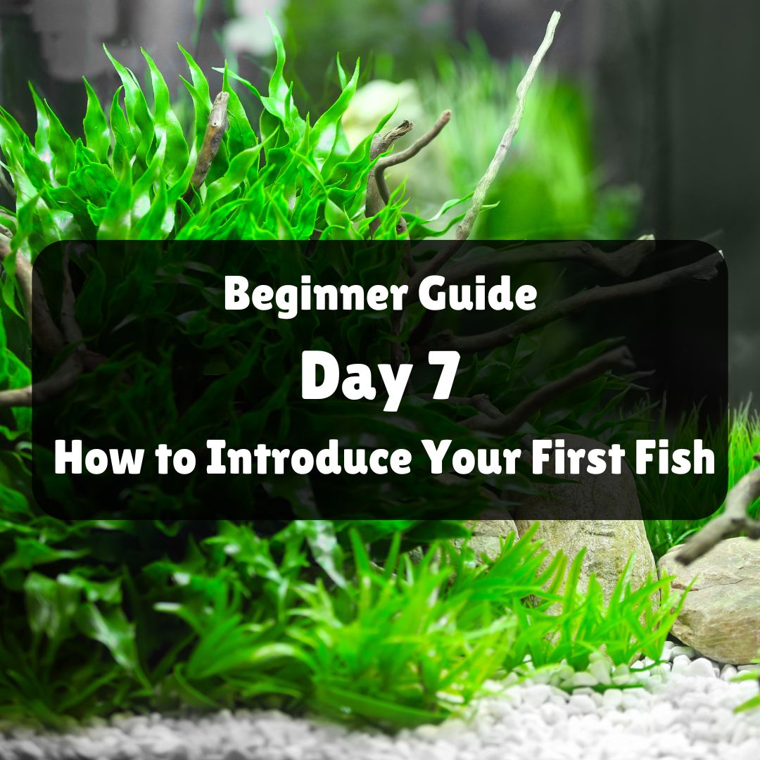 Beginner Help Guide Day 7: How to Introduce Your First Fish — East ...