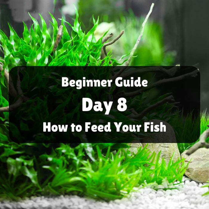 Beginner Help Beginner Help Guide — East Ocean Aquatic