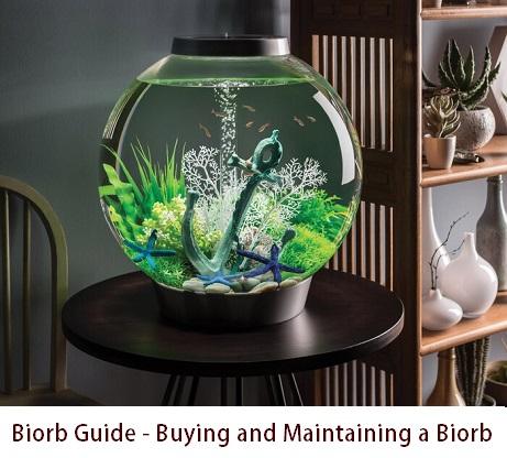Biorb Guide - Buying and Maintaining a Biorb - East Ocean Aquatic