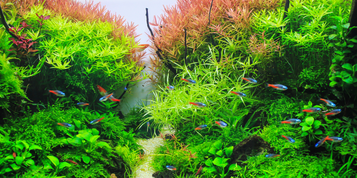 Lana Flyinglorridrea Aquarium Care Reference: A Guide To Aquarium Plant Care
