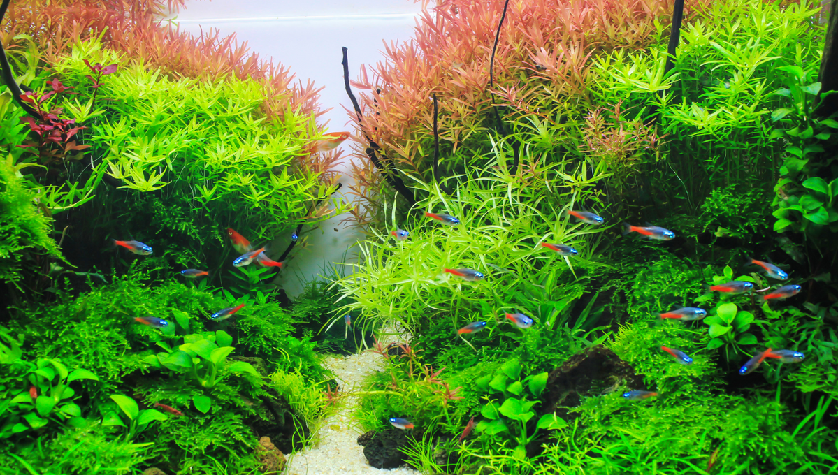 A Guide to Aquarium Plant Care | East Ocean Aquatic