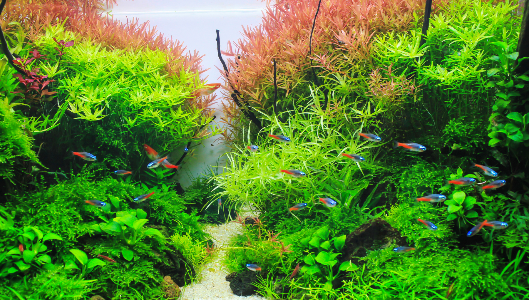Getting Started with Aquarium Plants