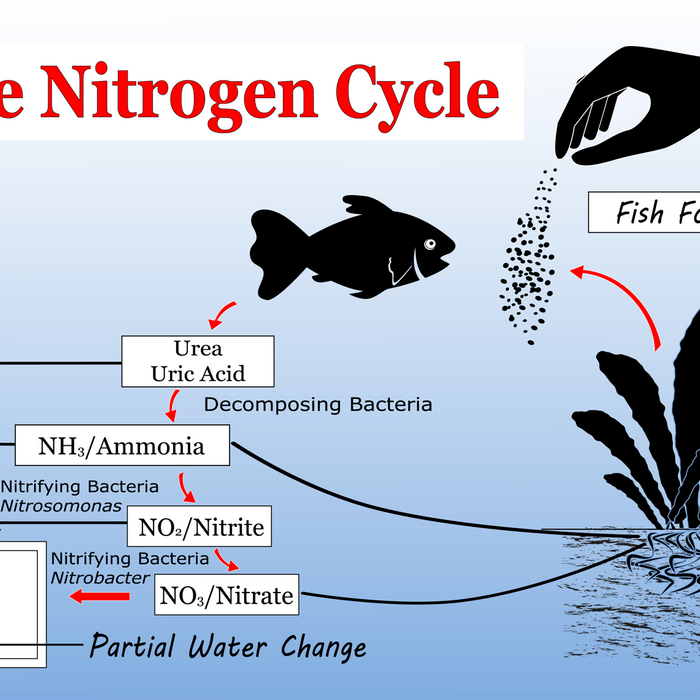 The Essential Guide to the Nitrogen Cycle in Aquariums