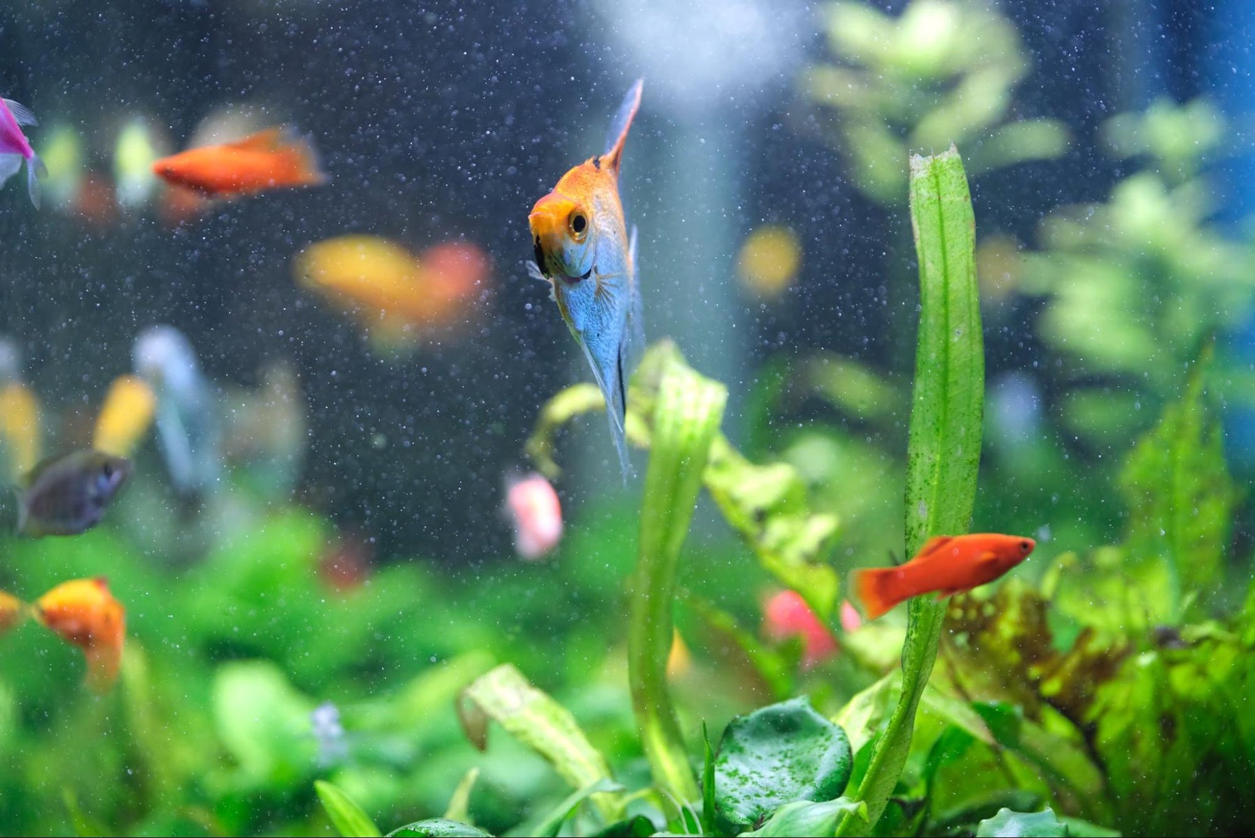 Aquarium Chemicals for Tropical Fish Tank, Beginner’s Guide