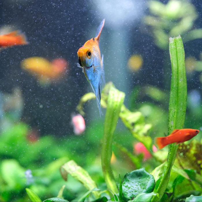 Aquarium Chemicals for Tropical Fish Tank, Beginner’s Guide