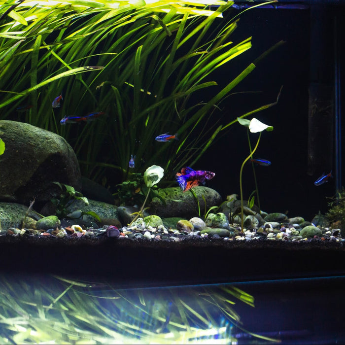 Aquascaping For Beginners, Ultimate Guide & Tips