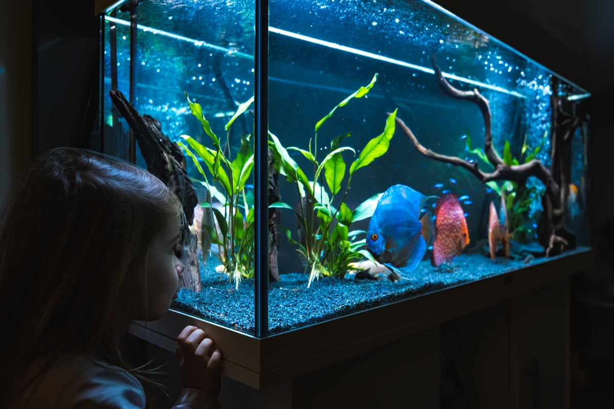 Choosing the Right Fish Tank for your Home