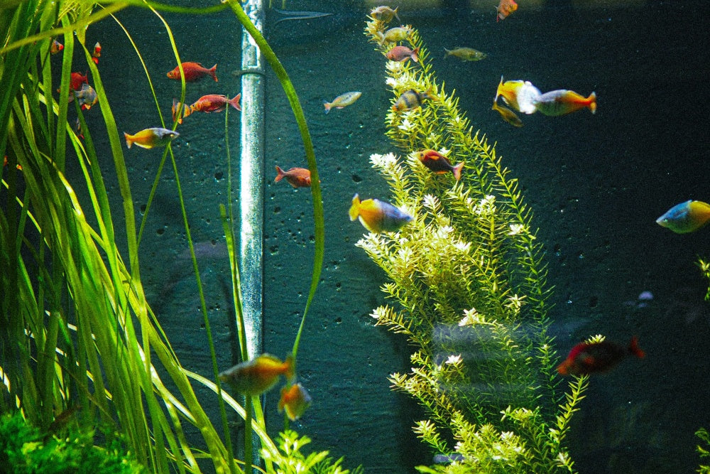 How To Clean Plastic Aquarium Plants Safely & Without Bleach