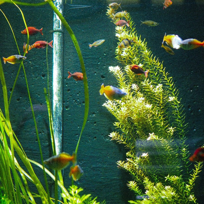 How To Clean Plastic Aquarium Plants Safely & Without Bleach