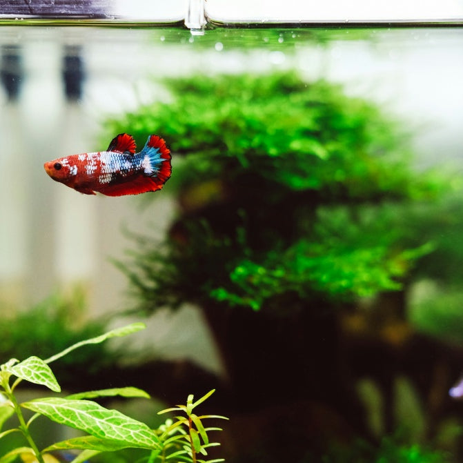 How To Reduce Ammonia in a Fish Tank: A Detailed Guide