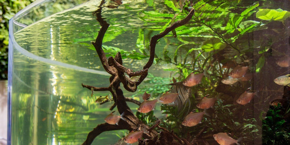 Top 10 Best Fish for a Thriving Community Tank — East Ocean Aquatic